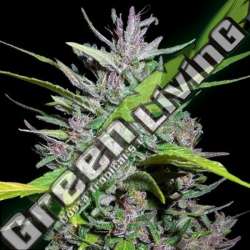 10 UND REG - HONDURAS X PANAMA ACE SEEDS 10 UND REGULARES