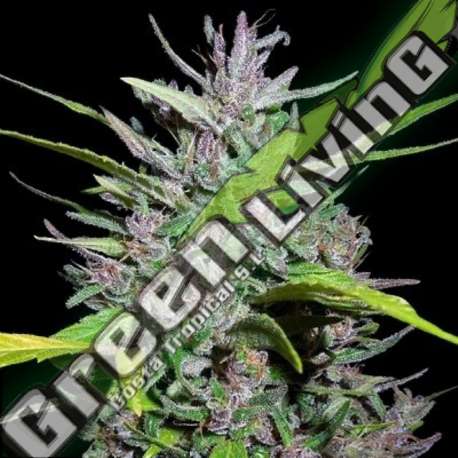 10 UND REG - HONDURAS X PANAMA ACE SEEDS 10 UND REGULARES