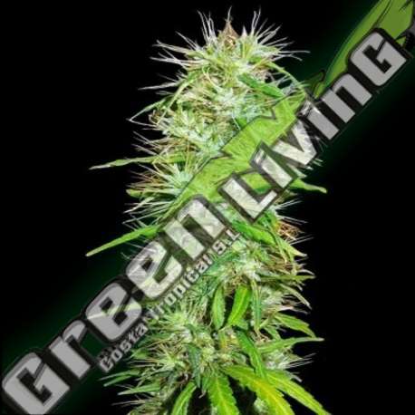 10 UND REG - MAURICIO X ETIOPE ACE SEEDS 10 UND REGULARES