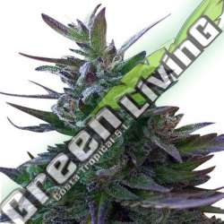 10 UND REG - NEPAL MIST ACE SEEDS 10 UND REGULARES