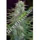 10 UND REG - GREEN MOUNTAIN GRAPE STANDARD ACE SEEDS 10 UND REGULARES