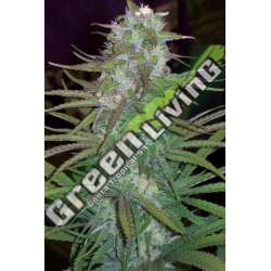 10 UND REG - GREEN MOUNTAIN GRAPE STANDARD ACE SEEDS 10 UND REGULARES