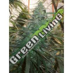 10 UND REG - MOUNTAIN GOLD STANDARD ACE SEEDS 10 UND REGULARES