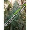 10 UND REG - MOUNTAIN GOLD STANDARD ACE SEEDS 10 UND REGULARES