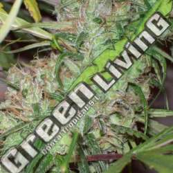10 UND REG - PINEAPPLE BANANA BUD STANDARD ACE SEEDS 10 UND REGULARES