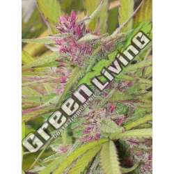 10 UND REG - PURPLE SATELLITE STANDARD ACE SEEDS 10 UND REGULARES