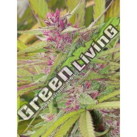 10 UND REG - PURPLE SATELLITE STANDARD ACE SEEDS 10 UND REGULARES