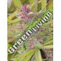 10 UND REG - PURPLE SATELLITE STANDARD ACE SEEDS 10 UND REGULARES