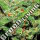 5 UND FEM - AUTO TASTY EXCLUSIVE SEEDS 5 UND FEM