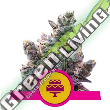5 UND FEM - WEDDING GELATO USA PREMIUM ROYAL QUEEN 5 UND FEMINIZADAS