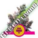 5 UND FEM - WEDDING GELATO USA PREMIUM ROYAL QUEEN 5 UND FEMINIZADAS