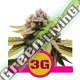 5 UND FEM - TRIPLE G USA PREMIUM ROYAL QUEEN 5 UND FEMINIZADA