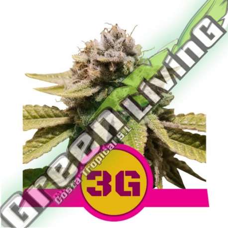5 UND FEM - TRIPLE G USA PREMIUM ROYAL QUEEN 5 UND FEMINIZADA