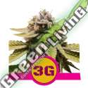 5 UND FEM - TRIPLE G USA PREMIUM ROYAL QUEEN 5 UND FEMINIZADA