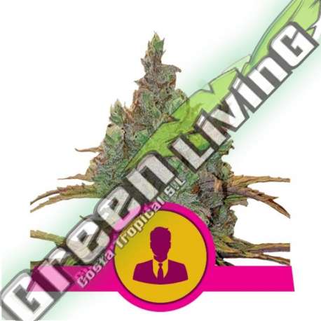 5 UND FEM - EL PATRON ROYAL QUEEN 5 UND FEMINIZADA