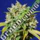 10 UND FEM - SWEET PEACH AUTO CBD ORIGINAL SENSIBLE 10 UND FEMINIZADAS