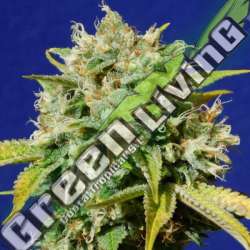 10 UND FEM - SWEET PEACH AUTO CBD ORIGINAL SENSIBLE 10 UND FEMINIZADAS