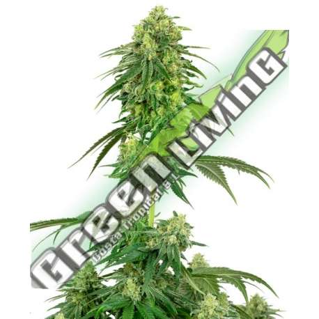 10 UND FEM - STRAWBERRY KUSH SENSI WHITE LABEL 10 UND FEMINIZADAS