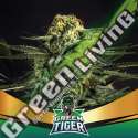 12 UND FEM - GREEN TIGER FAST VERSION BSF SEEDS 12 UND FEMINIZADAS