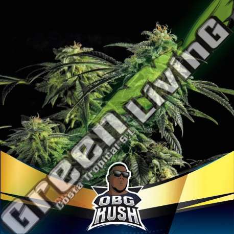 12 UND FEM - OBG KUSH FAST VERSION BSF SEEDS 12 UND FEMINIZADAS