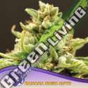 5 UND FEM - BANANA KUSH ANESIA SEEDS 5 FEMINIZADAS