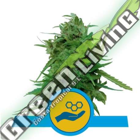 5 UND FEM - SOLOMATIC CBD ROYAL QUEEN 5 UND FEMINIZADAS