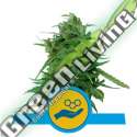5 UND FEM - SOLOMATIC CBD ROYAL QUEEN 5 UND FEMINIZADAS