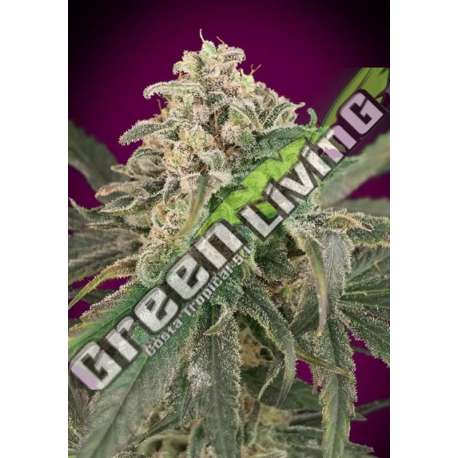 10 UND FEM - AMNESIA AUTO XXL ADVANCED SEEDS 10 UND FEM