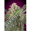 10 UND FEM - AMNESIA AUTO XXL ADVANCED SEEDS 10 UND FEM