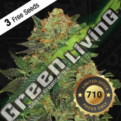 6 UND FEM - BUBBLEGUM - FREE 710 LIMITED 7+1 PACK T.H. SEEDS 6 UND FEMINIZADAS