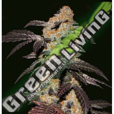 6 UND FEM - FRENCH COOKIES - FREE 710 LIMITED 7+1 PACK T.H. SEEDS 6 UND FEMINIZADAS