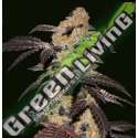 6 UND FEM - FRENCH COOKIES - FREE 710 LIMITED 7+1 PACK T.H. SEEDS 6 UND FEMINIZADAS