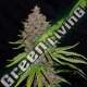 5 UND FEM - PURPLE HAZE G13 LABS SEEDS 5 FEMINIZADAS