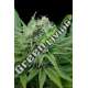 5 UND FEM - RAW DIESEL G13 LABS SEEDS 5 FEMINIZADAS