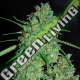 5 UND FEM - WHITE CRITICAL G13 LABS SEEDS 5 FEMINIZADAS