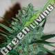 5 UND FEM - WHITE LAVENDER G13 LABS SEEDS 5 FEMINIZADAS