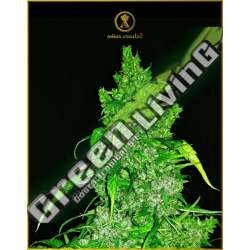 10 UND FEM - AUTOMATIC ANACONDA ANACONDA SEEDS FEMINIZADA 10 UND