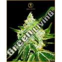 10 UND FEM - AUTOMATIC NORTHERN SKY ANACONDA SEEDS FEMINIZADA 10 UND