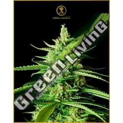 10 UND FEM - AK-01 ANACONDA SEEDS FEMINIZADA 10 UND