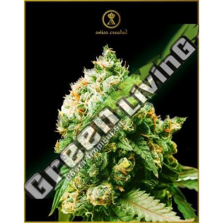 10 UND FEM - ANACONDA ANACONDA SEEDS FEMINIZADA 10 UND