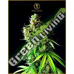 10 UND FEM - BIG BUBBLE ANACONDA SEEDS FEMINIZADA 10 UND