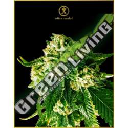 10 UND FEM - RUSSIAN GOLD ANACONDA SEEDS FEMINIZADA 10 UND