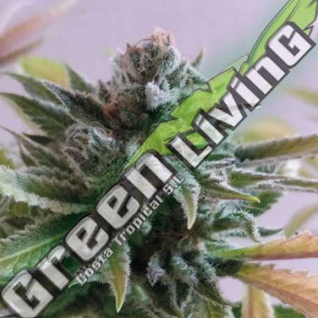 5 UND FEM - LA PERLA NEGRA EXCLUSIVE SEEDS 5 UND FEM