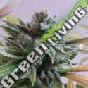5 UND FEM - LA PERLA NEGRA EXCLUSIVE SEEDS 5 UND FEM