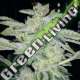 5 UND FEM - EARTH KUSH EXCLUSIVE SEEDS 5 UND FEM
