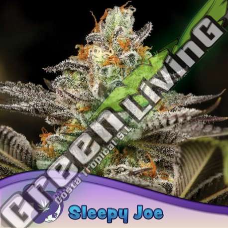 5 UND FEM - SLEEPY JOE ANESIA SEEDS 5 FEMINIZADAS