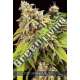 10 UND FEM - DOCTOR JAMAICA AUTO VISION SEEDS 10 UND FEM