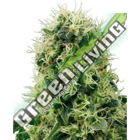 5 UND FEM - PURE POWER PLANT SENSI WHITE LABEL 5 UND FEMINIZADAS