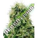 5 UND FEM - PURE POWER PLANT SENSI WHITE LABEL 5 UND FEMINIZADAS