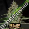 6 UND FEM - GORILLA GLUE 4 FBV BLIMBURN SEEDS 6 UND FEMINIZADAS